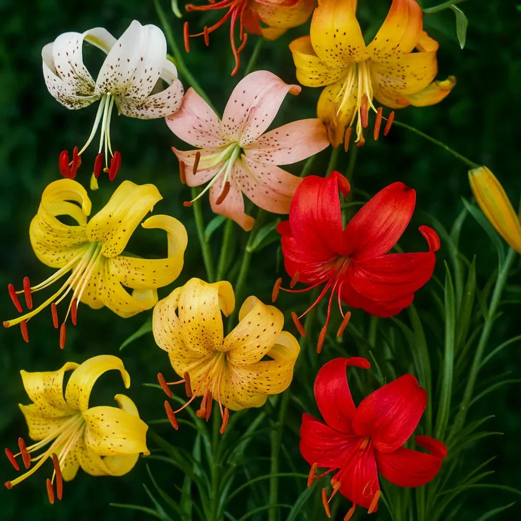 Pachet Promotional Bulbi de Crini De Toamna Mixt 