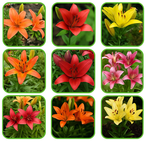 Pachet Promotional Bulbi de Crini Imperiali Mixt 