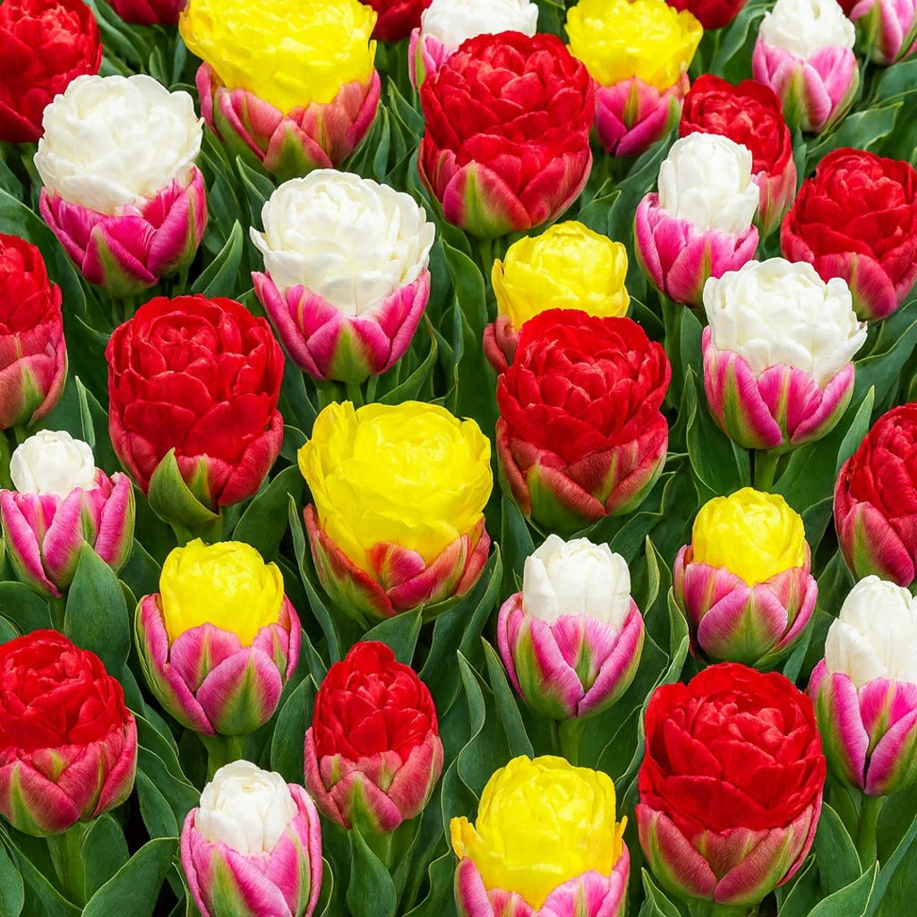 Pachet Promotional Bulbi de Ice Cream, 50 Bucati