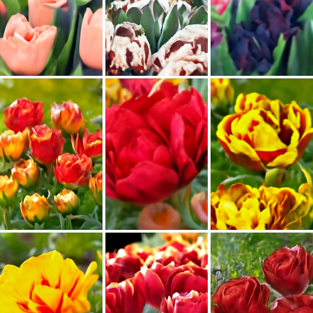 Pachet Promotional Bulbi de Lalele Duble 30 Bucati