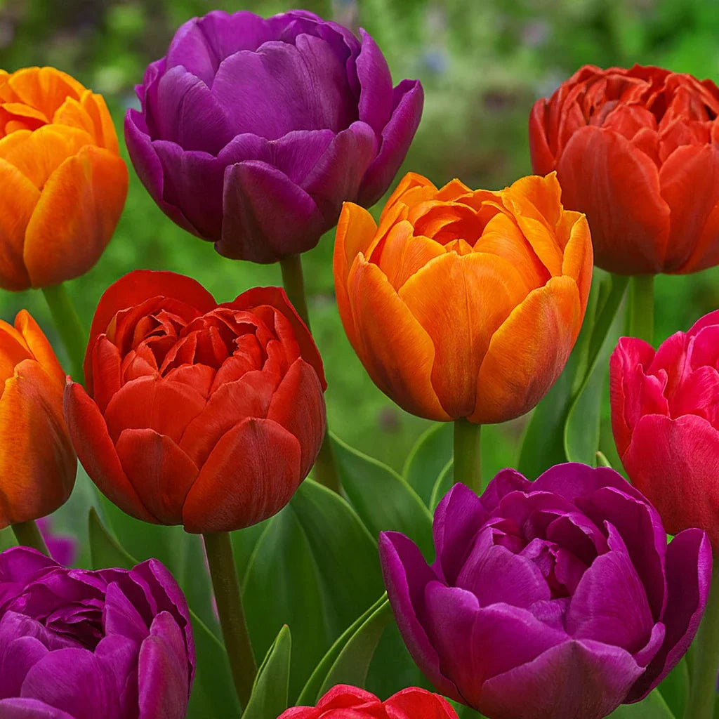 Pachet Promotional Bulbi de Lalele Duble Dark, 50 Bucati