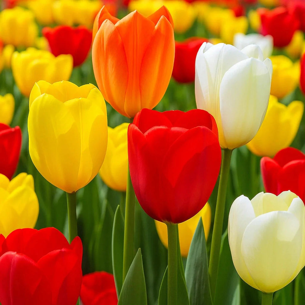 Pachet Promotional Bulbi de Lalele Fosteriana, 50 Bucati