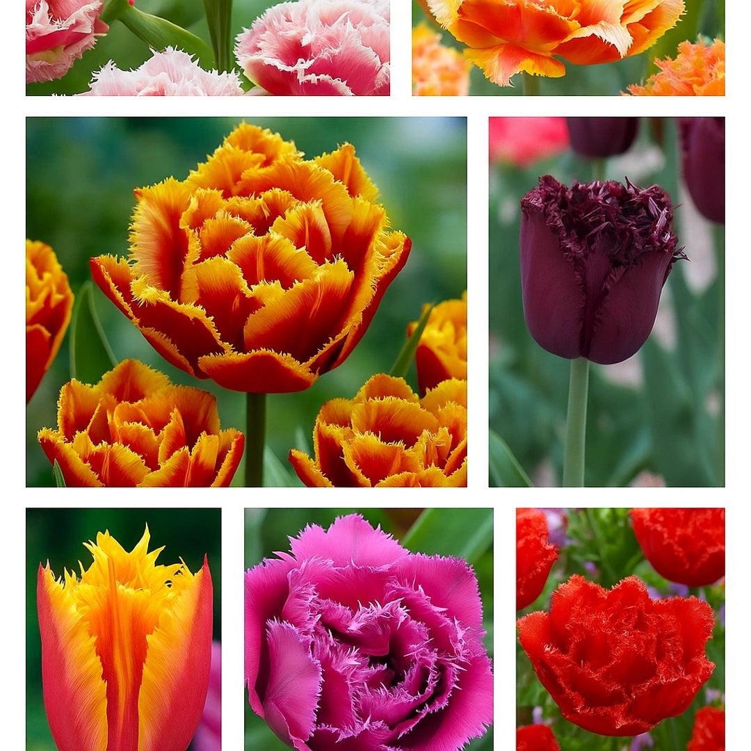 Pachet Promotional Bulbi de Lalele Franjurate 10 Bucati