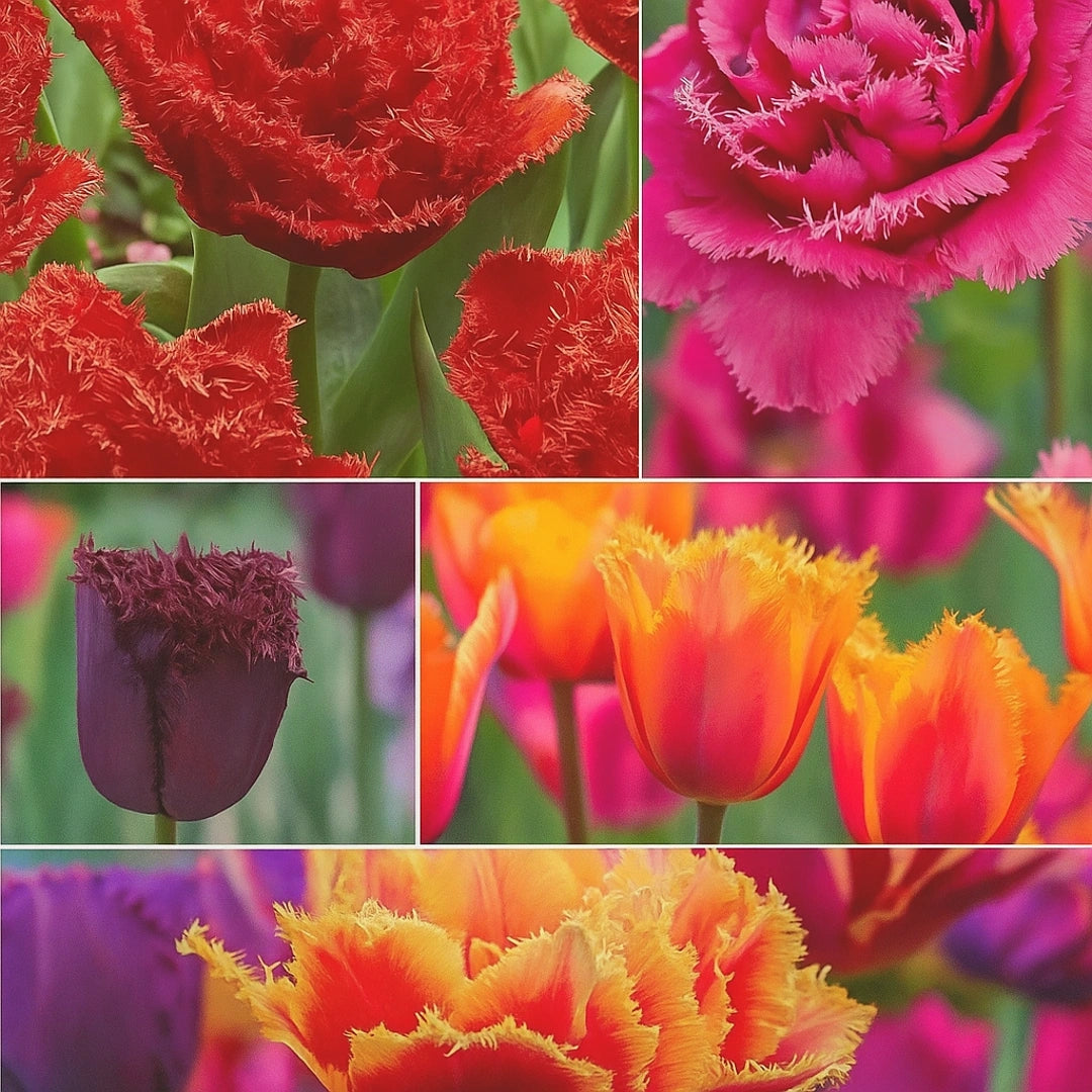 Pachet Promotional Bulbi de Lalele Franjurate 30 Bucati