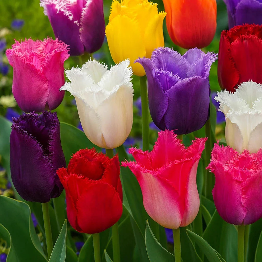 Pachet Promotional Bulbi de Lalele Franjurate Fancy, 50 Bucati