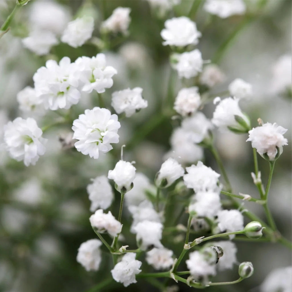 Floarea Miresei "Gypsophila Paniculata" 2 bucăți