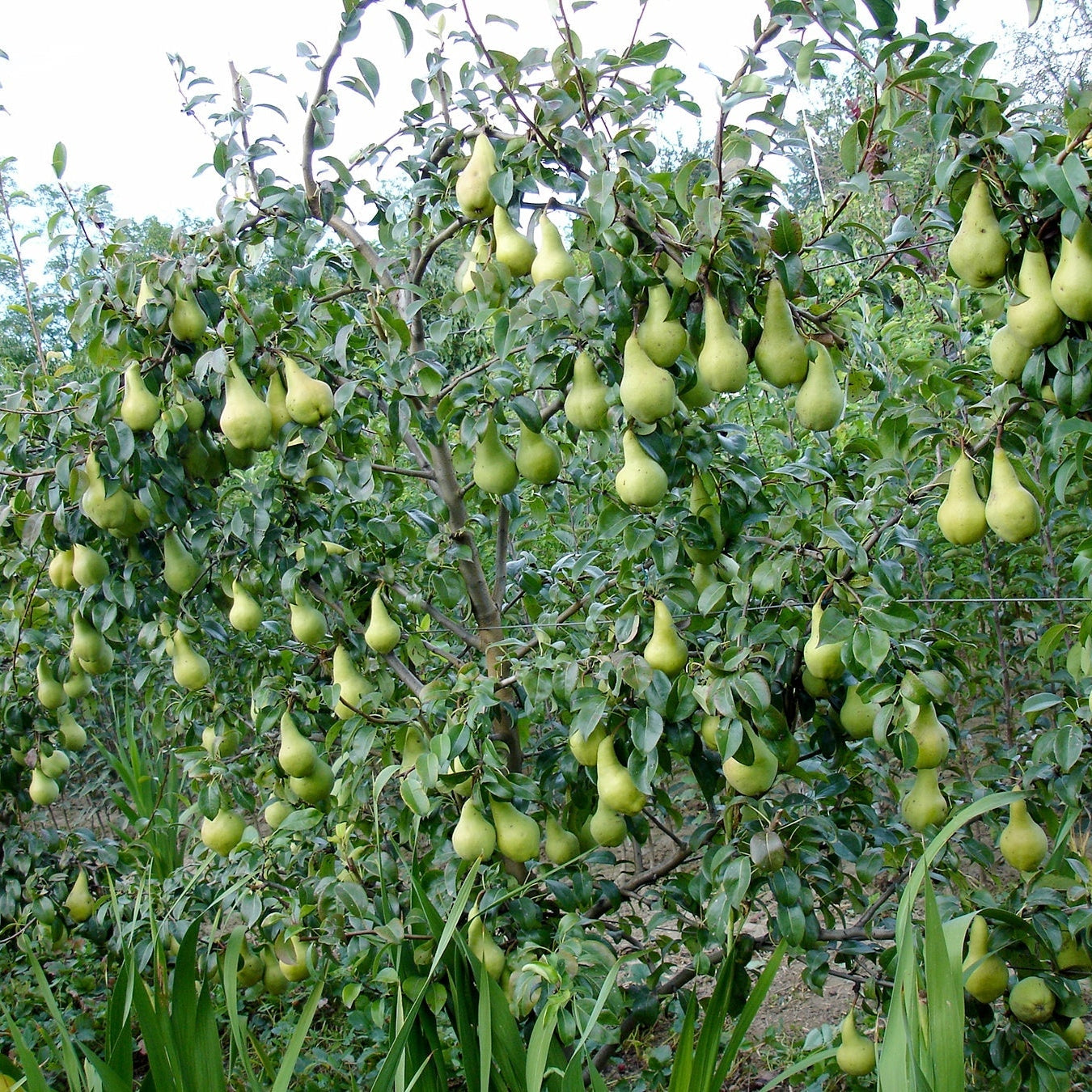 Pomi Fructiferi - Par Abatele Fetel - Anul 3 - 1 buc - Regatul Plantelor