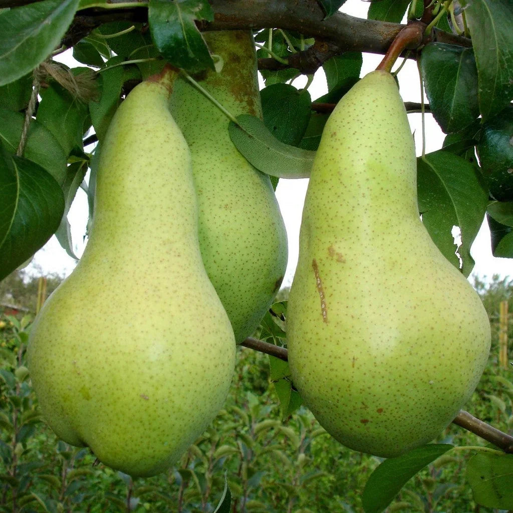 Păr "Abatele Fetel"