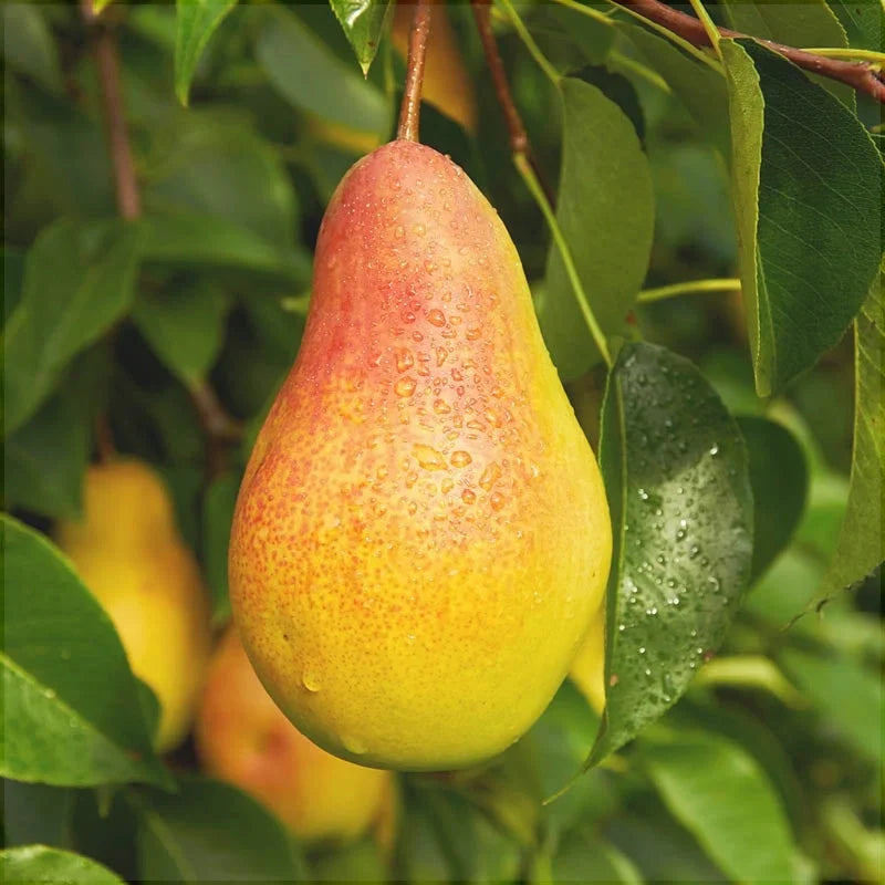 Păr "Aromată de Bistrița"