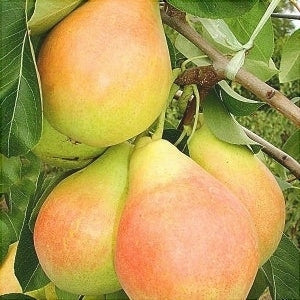 Păr "Aromată de Bistrița"