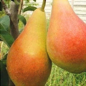 Păr "Aromată de Bistrița"