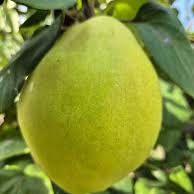 Pomi Fructiferi - Par Capul Piscului - Anul 3 - 1 buc - Regatul Plantelor