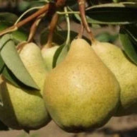 Pomi Fructiferi - Par Capul Piscului - Anul 3 - 1 buc - Regatul Plantelor