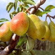 Pomi Fructiferi - Par Capul Piscului - Anul 3 - 1 buc - Regatul Plantelor