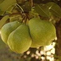 Pomi Fructiferi - Par Capul Piscului - Anul 3 - 1 buc - Regatul Plantelor