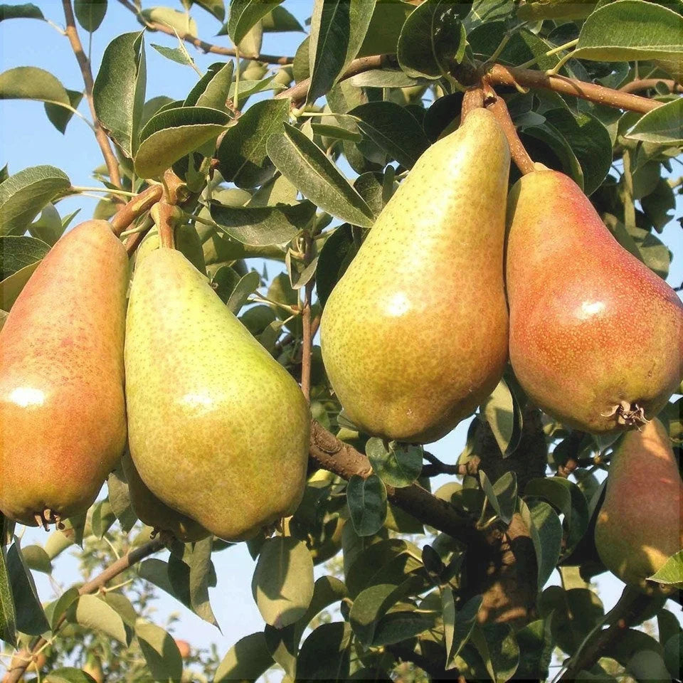 Păr "Carmen"