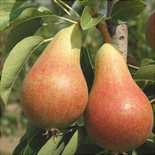 Pomi Fructiferi - Par Carmen - Anul 3 - 1 buc - Regatul Plantelor