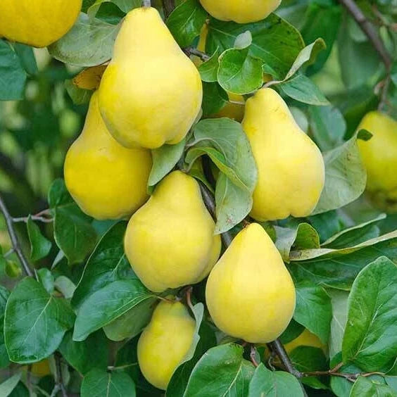 Păr "Columnar De Toamnă Saphira " la ghiveci