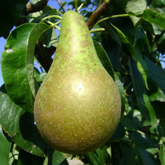 Pomi Fructiferi - Par Conference - Anul 3 - 1 buc - Regatul Plantelor