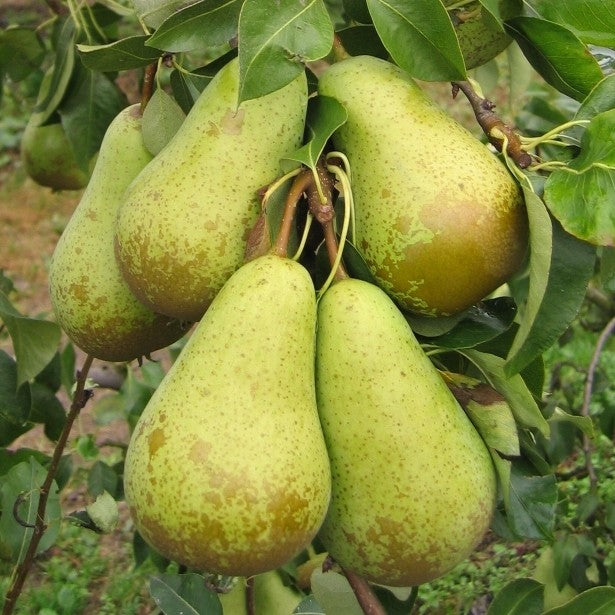 Pomi Fructiferi - Par Conference - Anul 3 - 1 buc - Regatul Plantelor