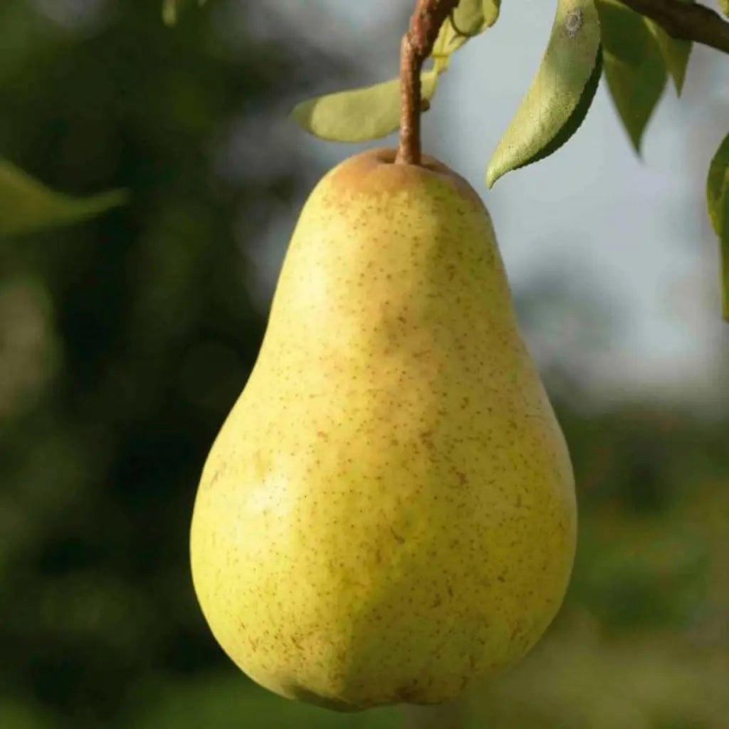 Pomi Fructiferi - Par Contesa de Paris - Anul 3 - 1 buc - Regatul Plantelor