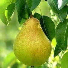 Pomi Fructiferi - Par Contesa de Paris - Anul 3 - 1 buc - Regatul Plantelor