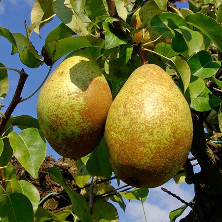 Păr ”Contesa de Paris”