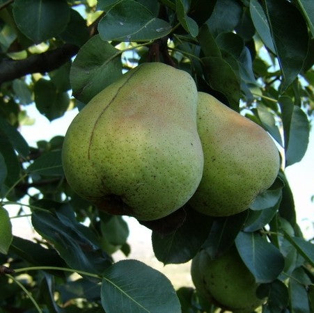 Pomi Fructiferi - Par Cure - Anul 3 - 1 buc - Regatul Plantelor