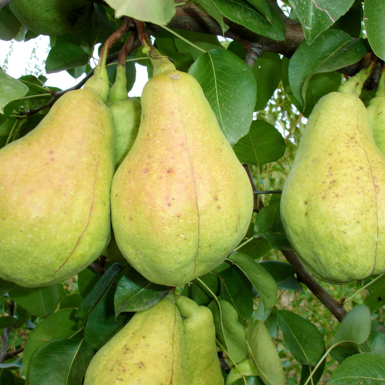 Pomi Fructiferi - Par Cure - Anul 3 - 1 buc - Regatul Plantelor