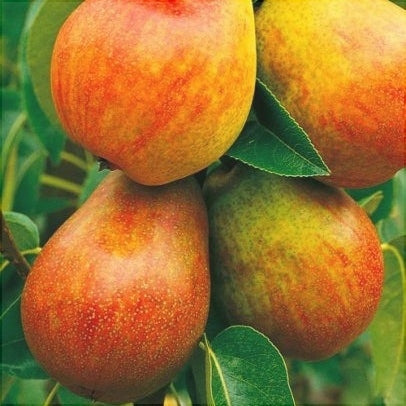 Pomi Fructiferi - Par Favorita lui Clapp - Anul 3 - 1 buc - Regatul Plantelor