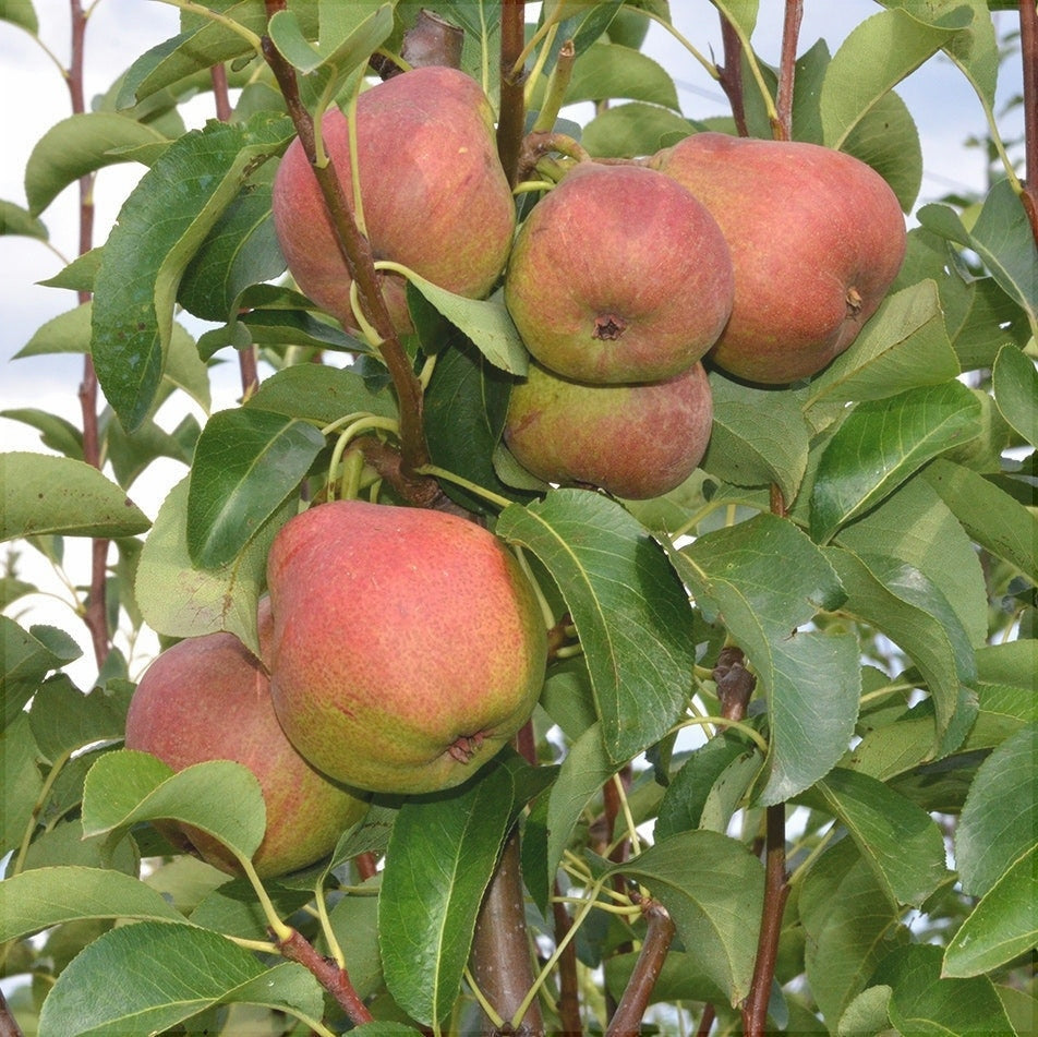 Pomi Fructiferi - Par Favorita lui Clapp - Anul 3 - 1 buc - Regatul Plantelor