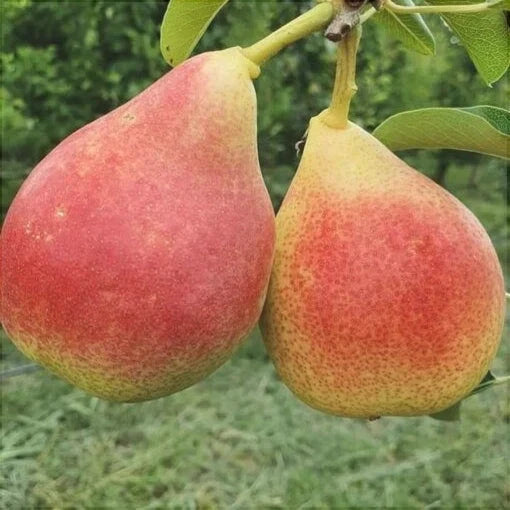 Păr "Favorita lui Clapp"