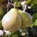 Păr "Kieffer"