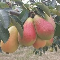 Pomi Fructiferi - Par Kirghiza - Anul 3 - 1 buc - Regatul Plantelor