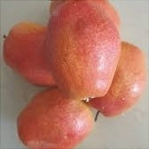 Pomi Fructiferi - Par Kirghiza - Anul 3 - 1 buc - Regatul Plantelor