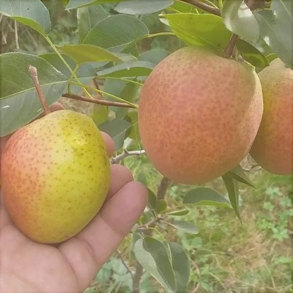 Pomi Fructiferi - Par Kirghiza - Anul 3 - 1 buc - Regatul Plantelor