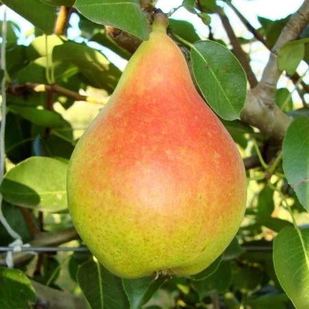 Păr "Monica"