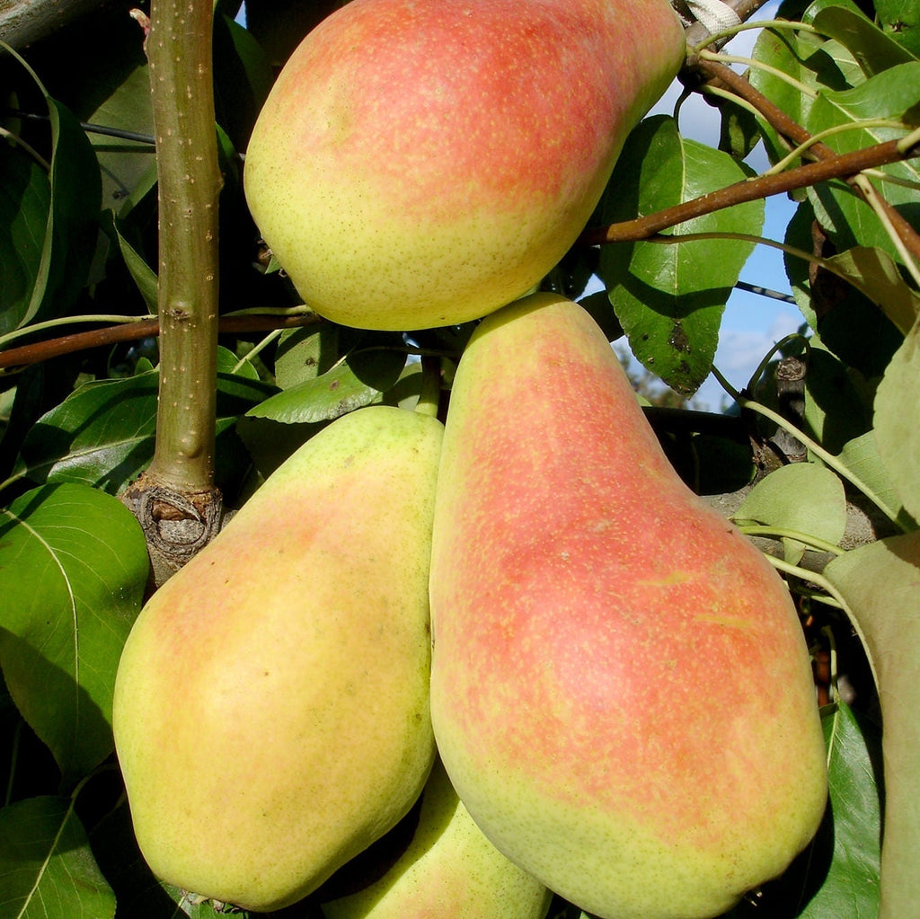 Pomi Fructiferi - Par Monica - Anul 3 - 1 buc - Regatul Plantelor