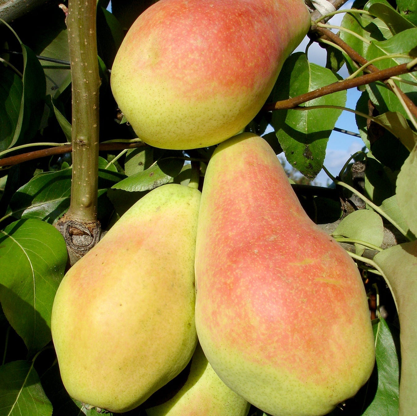 Pomi Fructiferi - Par Monica - Anul 3 - 1 buc - Regatul Plantelor