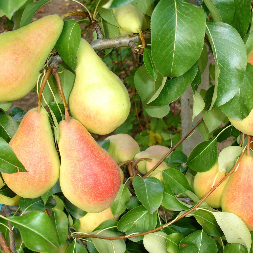 Pomi Fructiferi - Par Monica - Anul 3 - 1 buc - Regatul Plantelor