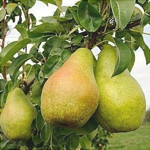 Pomi Fructiferi - Par Novembra - Anul 3 - 1 buc - Regatul Plantelor