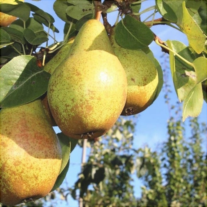 Pomi Fructiferi - Par Novembra - Anul 3 - 1 buc - Regatul Plantelor