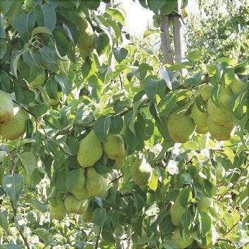 Pomi Fructiferi - Par Novembra - Anul 3 - 1 buc - Regatul Plantelor