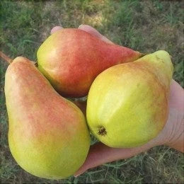 Păr "Para lui Niță"