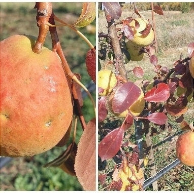 Păr "Para lui Niță"