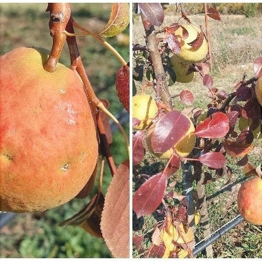 Pomi Fructiferi - Par Para lui Nita - Anul 3 - 1 buc - Regatul Plantelor