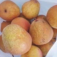 Pomi Fructiferi - Par Para lui Nita - Anul 3 - 1 buc - Regatul Plantelor