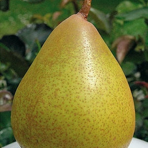 Pomi Fructiferi - Par Untoasa Hardy - Anul 3 - 1 buc - Regatul Plantelor