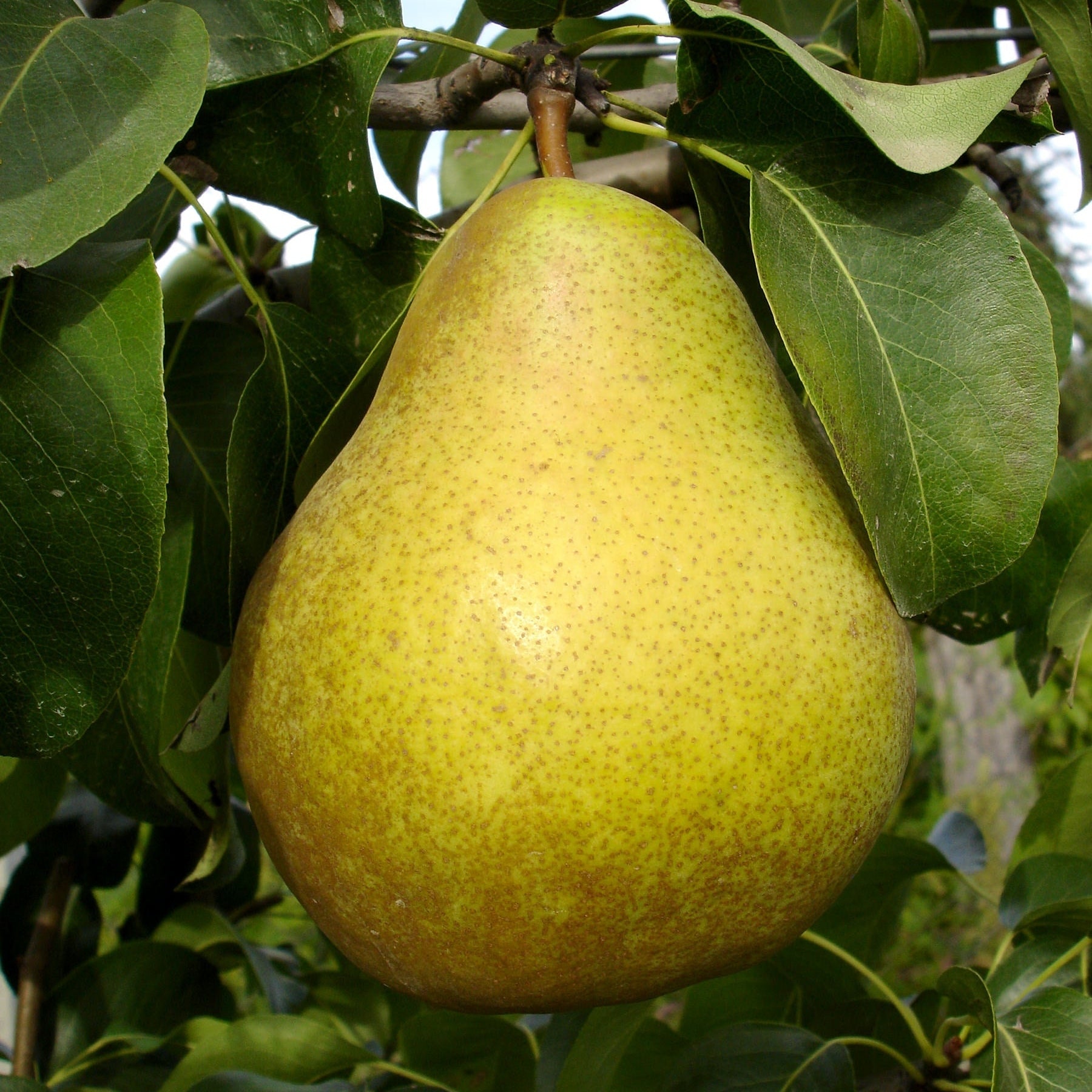 Pomi Fructiferi - Par Untoasa Hardy - Anul 3 - 1 buc - Regatul Plantelor