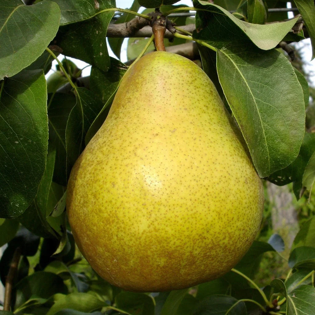 Păr "Untoasa Hardy"